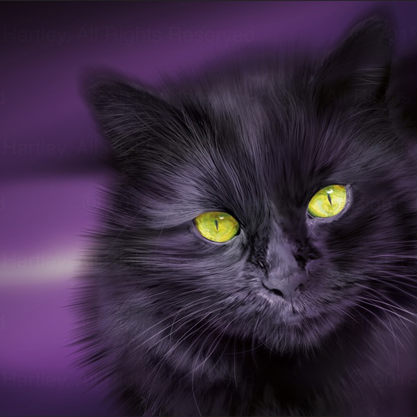 13-black-cat-portrait