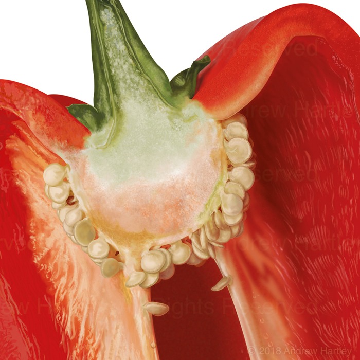 pepper-illo-crop